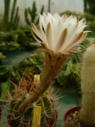 echinopsis campylacantha