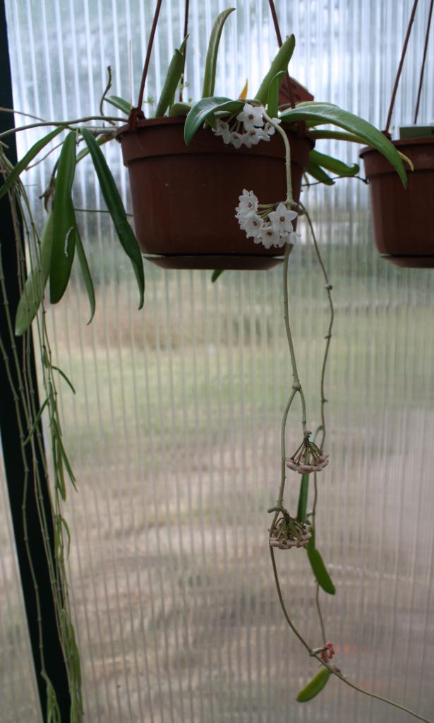 hoya shepherdii